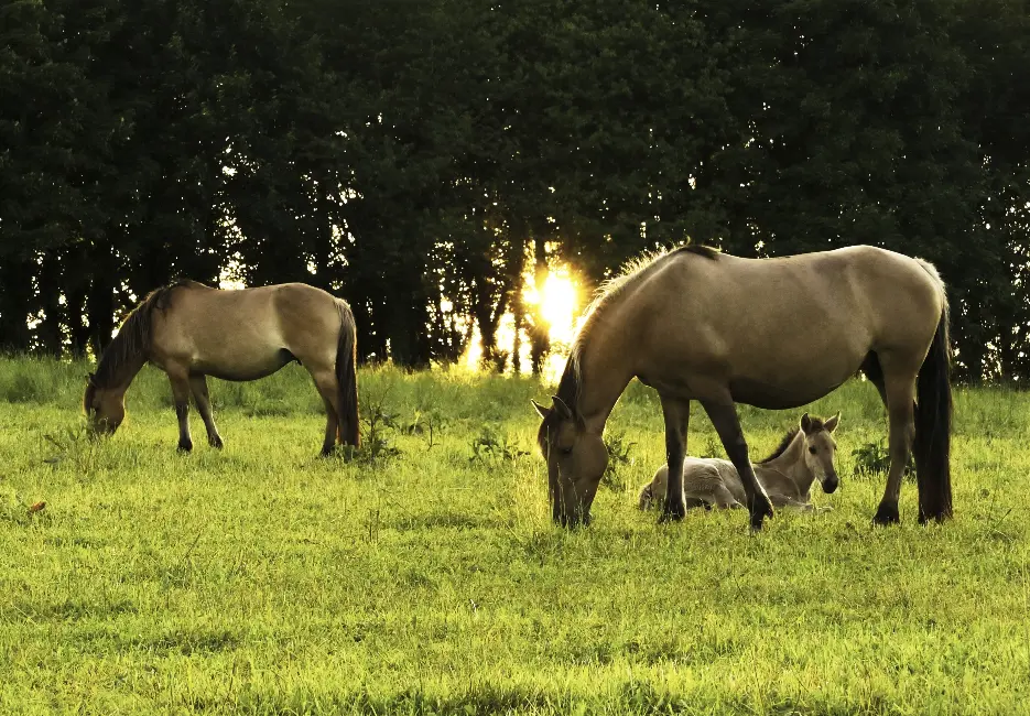 Éco-pâturage avec les chevaux du domaine